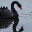 Cygne noir